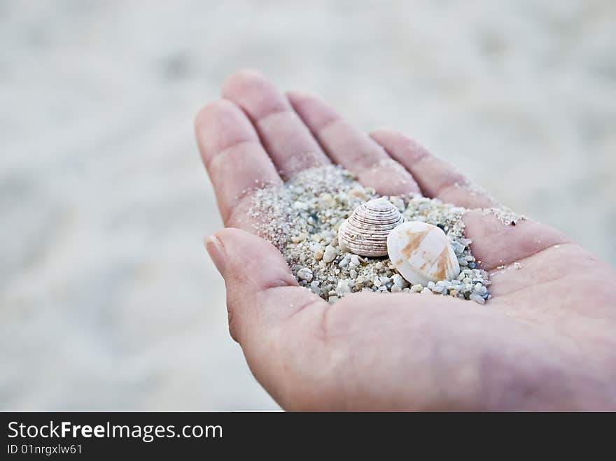 Two types of seashell on women hand. Two types of seashell on women hand