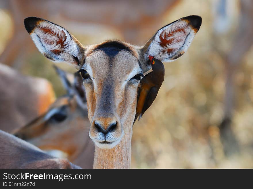 Impala Antelope and Oxpecker