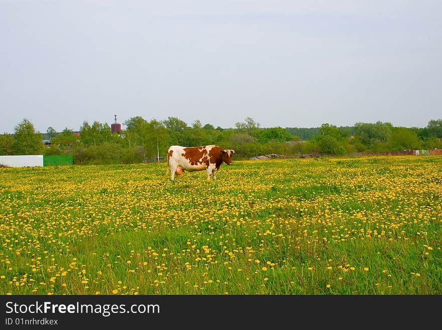 Cow in the field