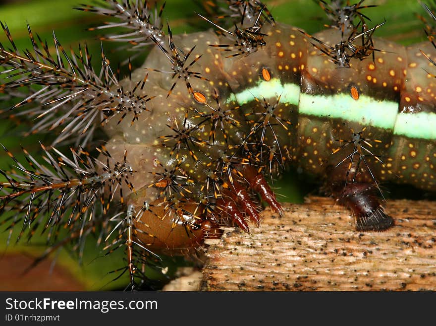 Tropical caterpillar