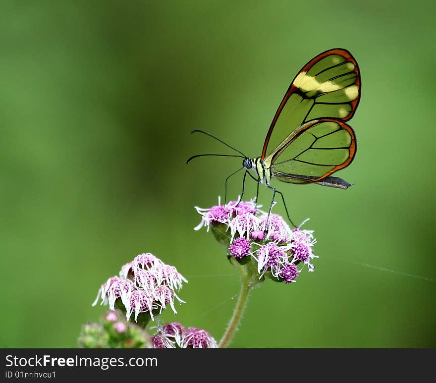 Translucent Butterfly