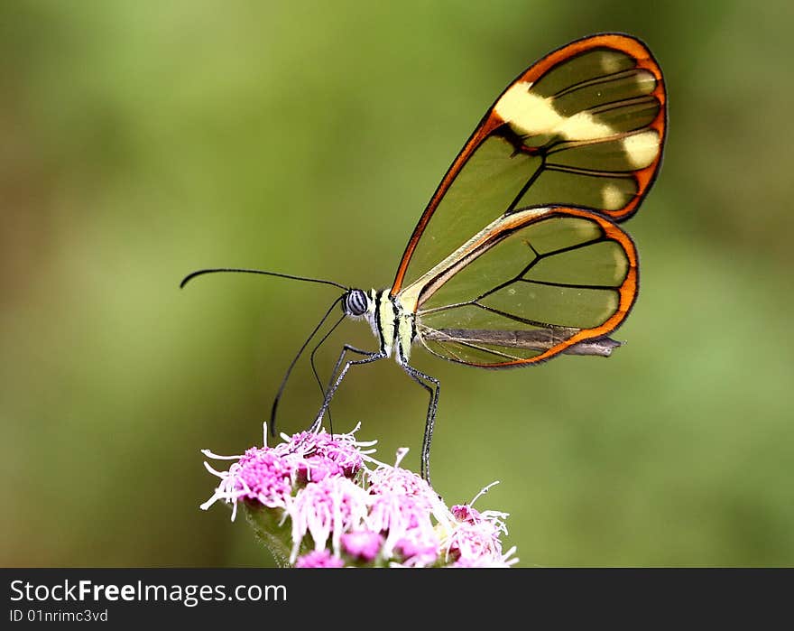 Translucent butterfly