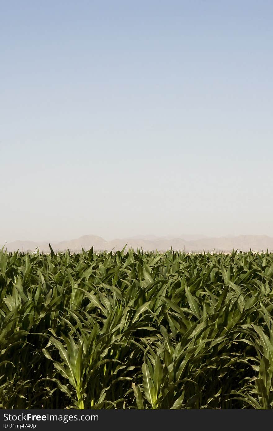 Corn crop of dry dusty desert farm