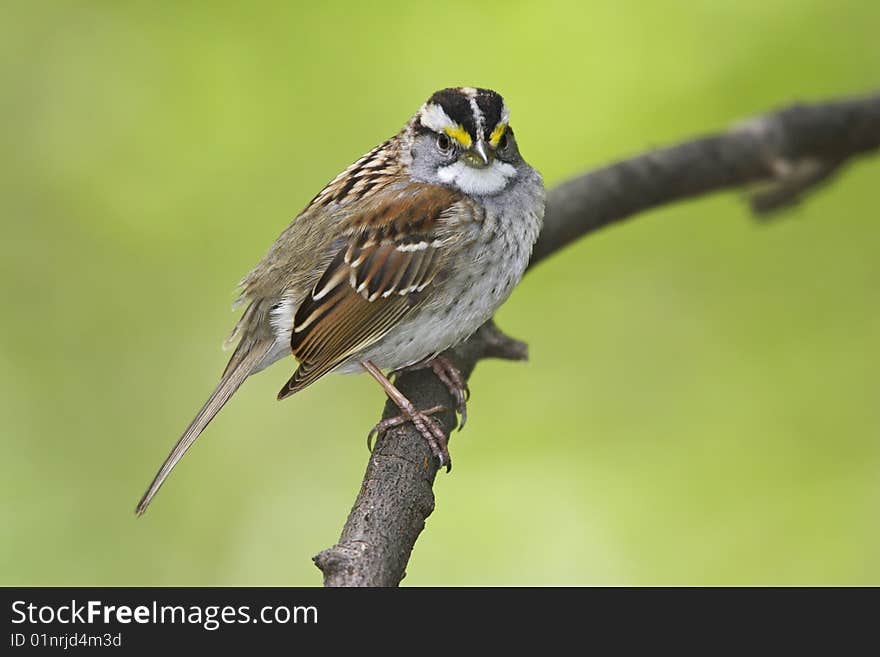 White-throated Sparrow (Zonotrichia albicollis), White-stripe Morph