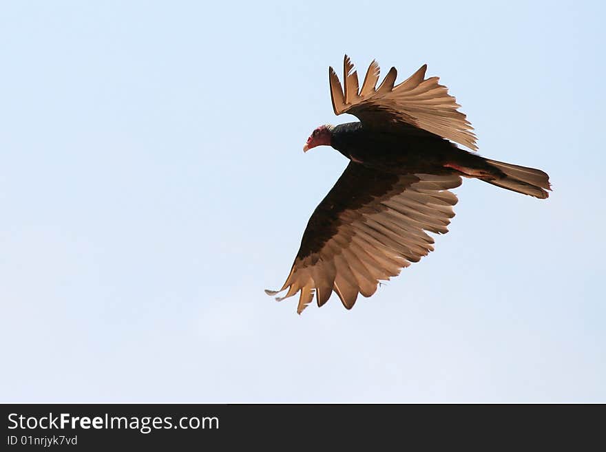 Turkey Vulture