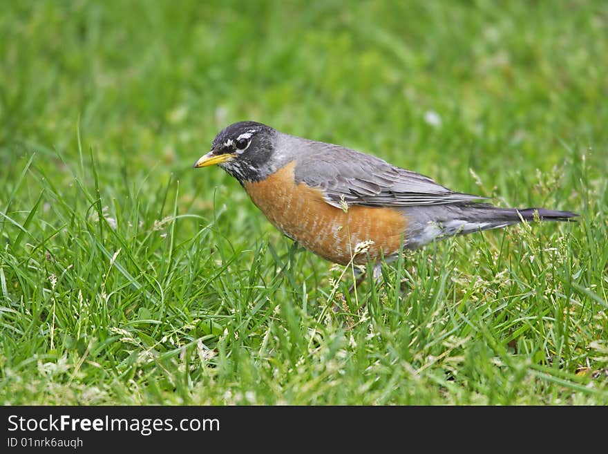 American Robin (Turdus migratorius migratorius) on grass geeding