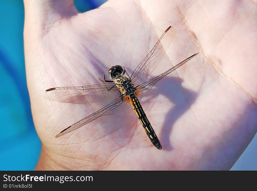 A dragonfly in human hand. A dragonfly in human hand