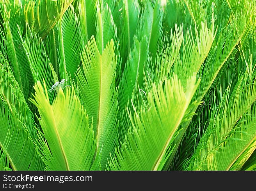 Green new leafs from a sago palm or cycad