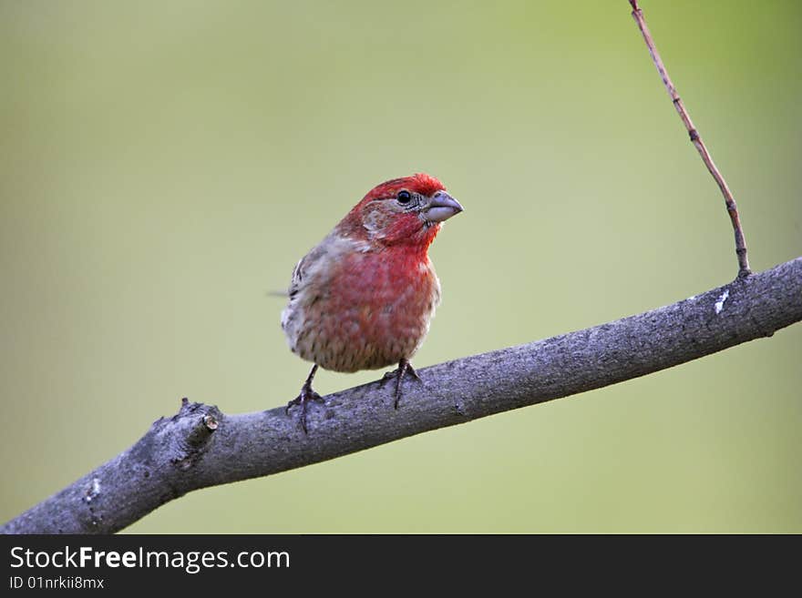 House Finch (Carpodacus mexicanus frontalis)