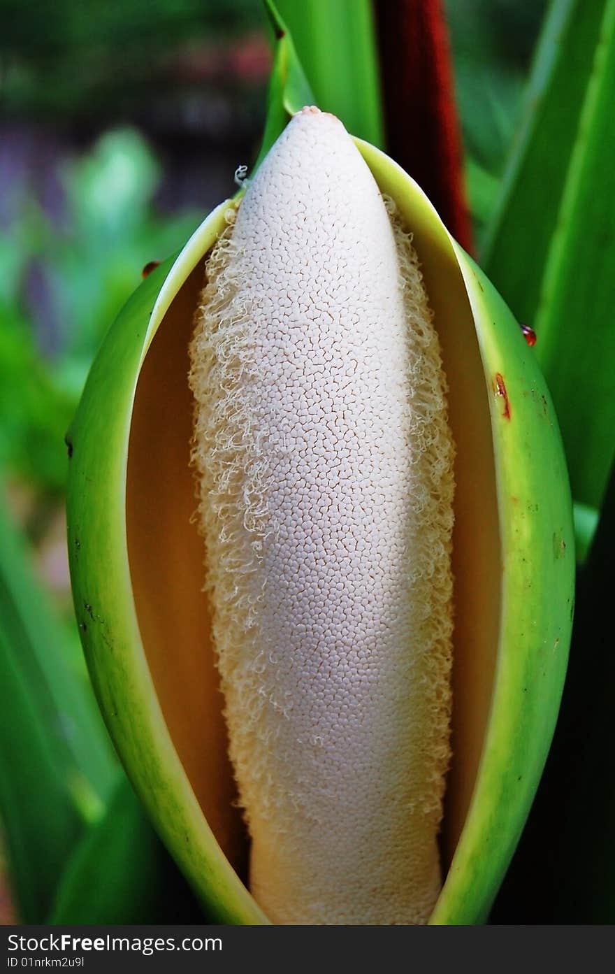 New leaf blooming from a palm. New leaf blooming from a palm