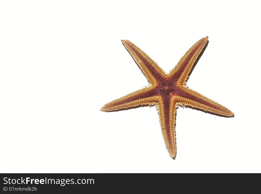 Starfish isolated on white background