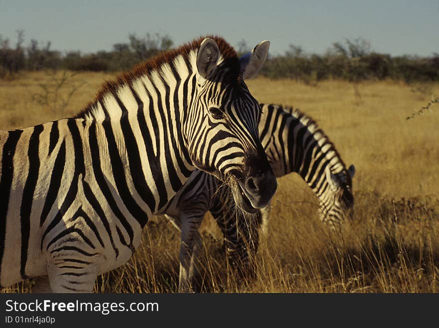 A zebra in Etosha National Park, Namibia. A zebra in Etosha National Park, Namibia