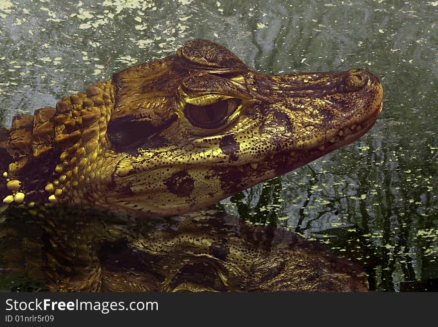 This is beautiful dangerous crocodile