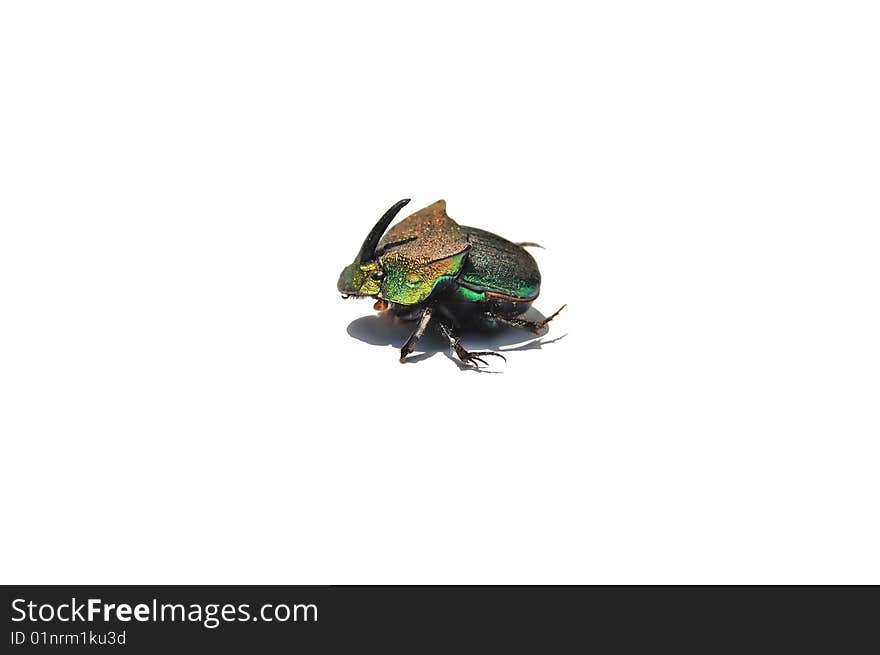 Rainbow scarab on white background. Rainbow scarab on white background