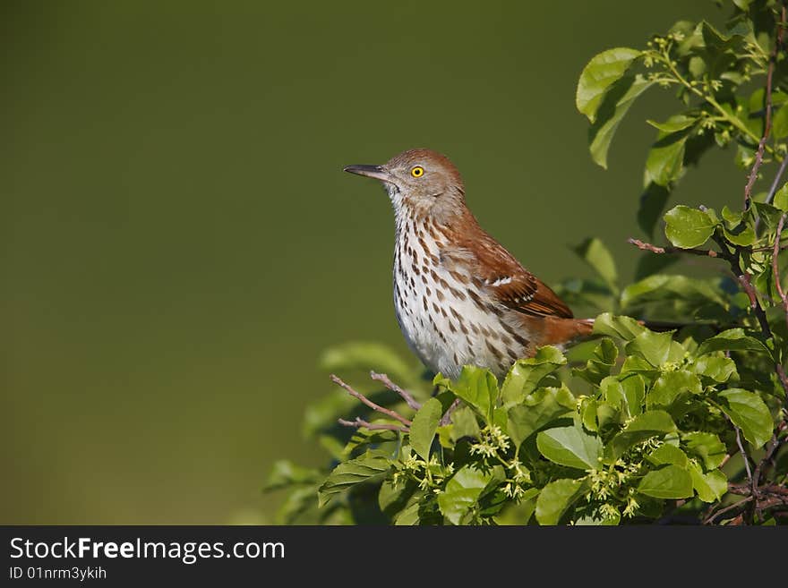 Brown Thrasher (Toxostoma rufum rufum)