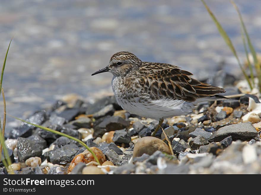 Least Sandpiper (Calidris minutilla)