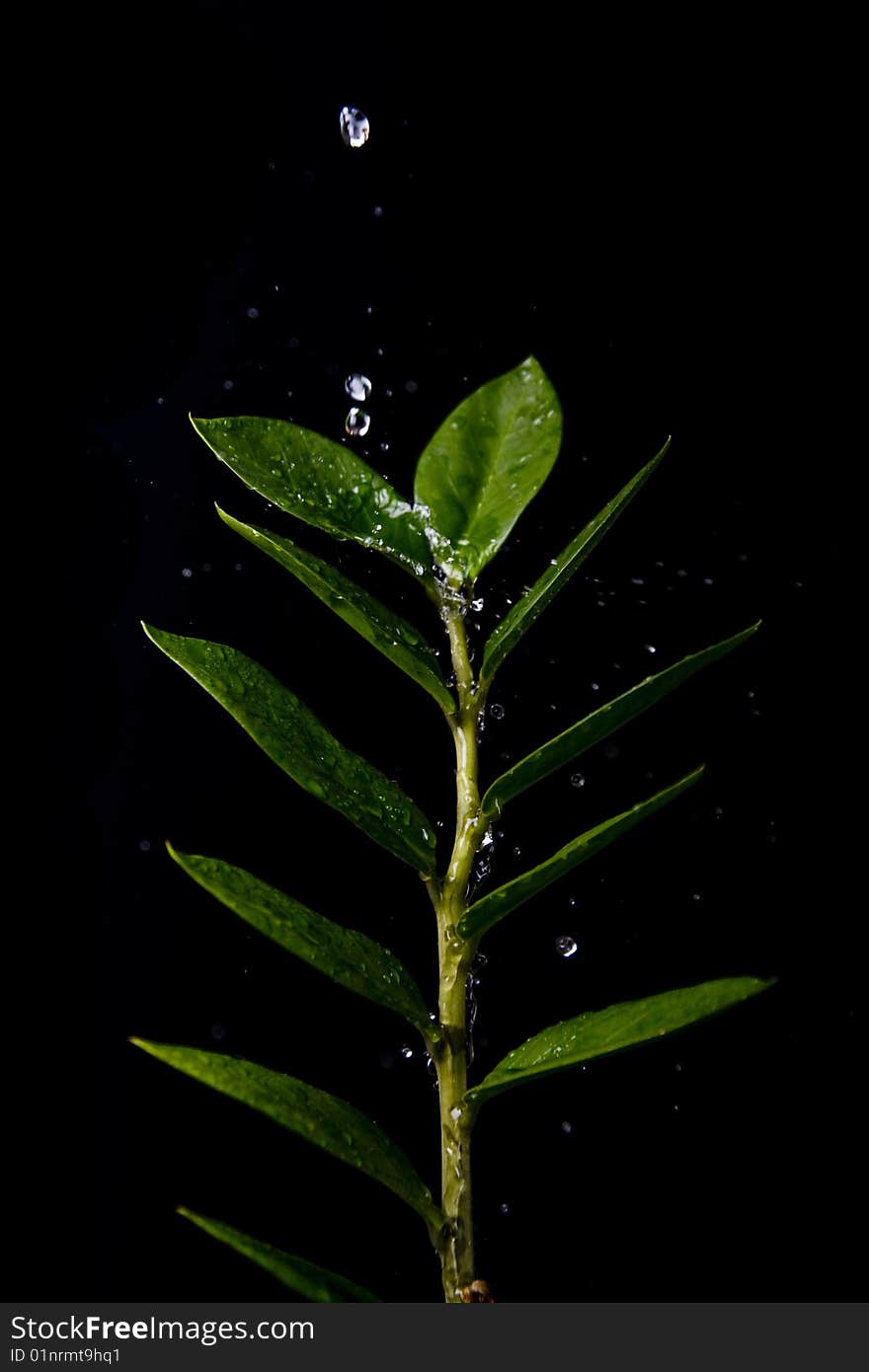 Water Drops On  Plant Leaf