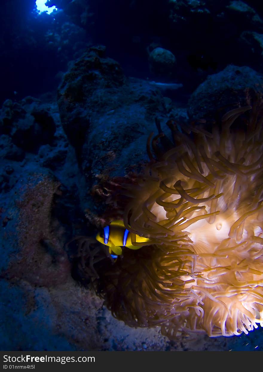 Clownfish at underwater home