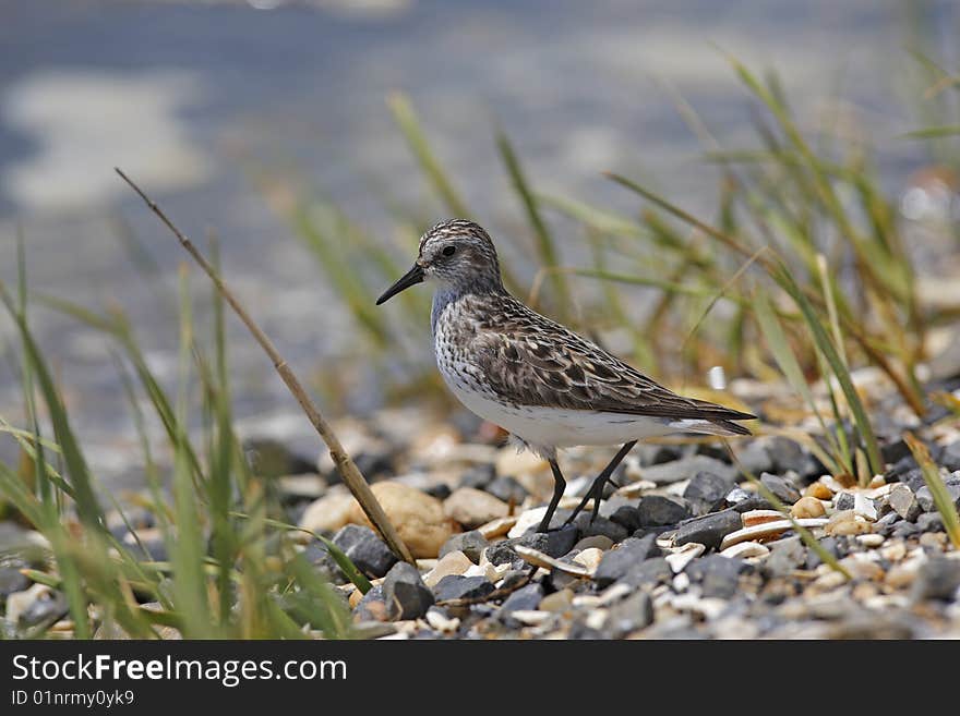 Semipalmated Sandpiper (Calidris pusilla)