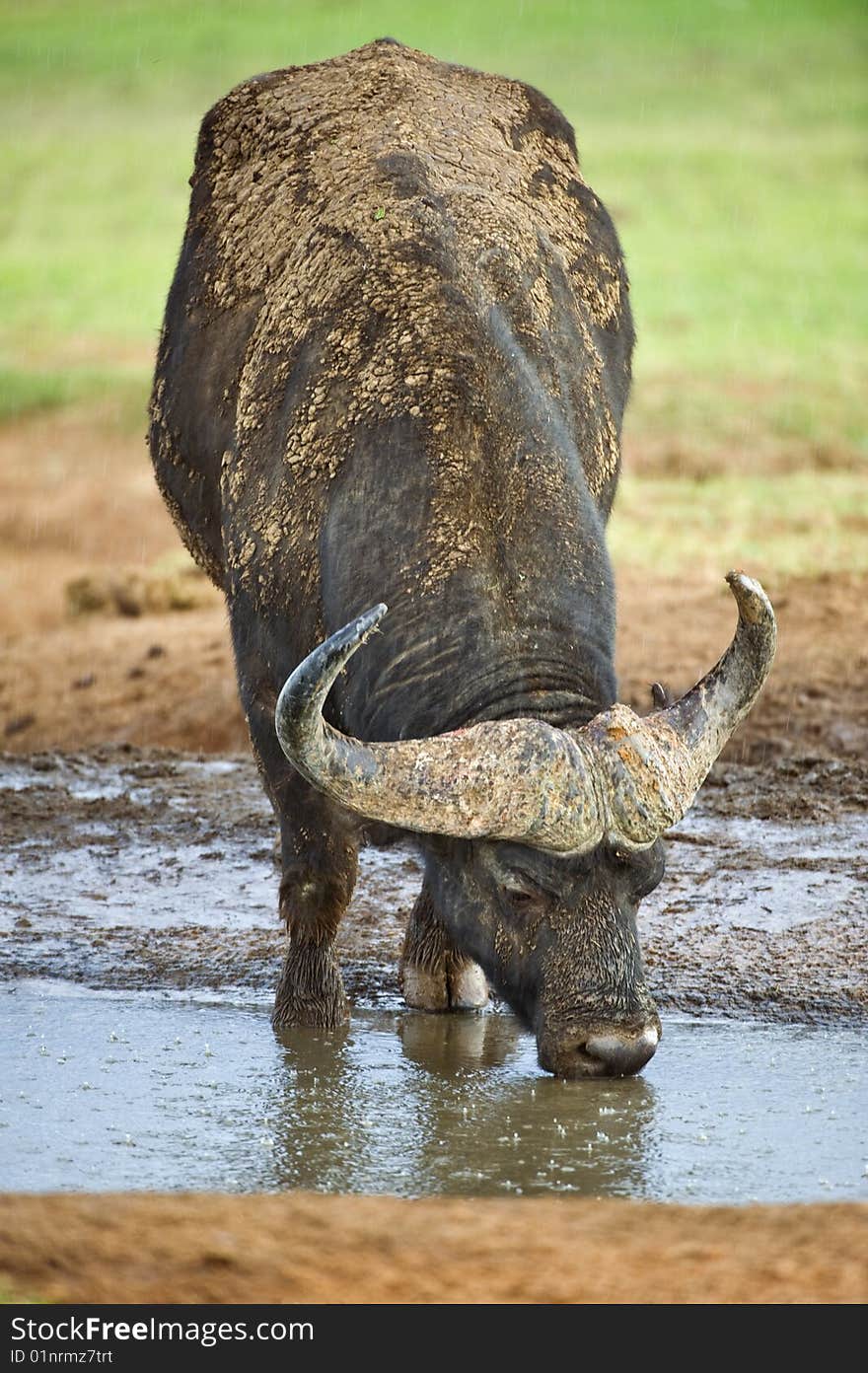 Rain begins to fall on this thirsty Buffalo as it was drinking. Rain begins to fall on this thirsty Buffalo as it was drinking