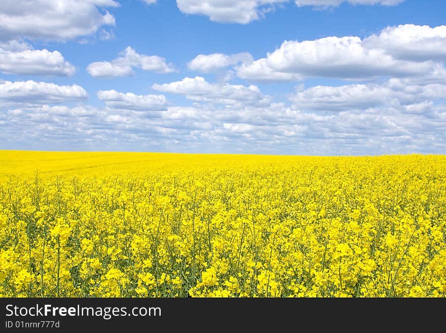 Rape Field