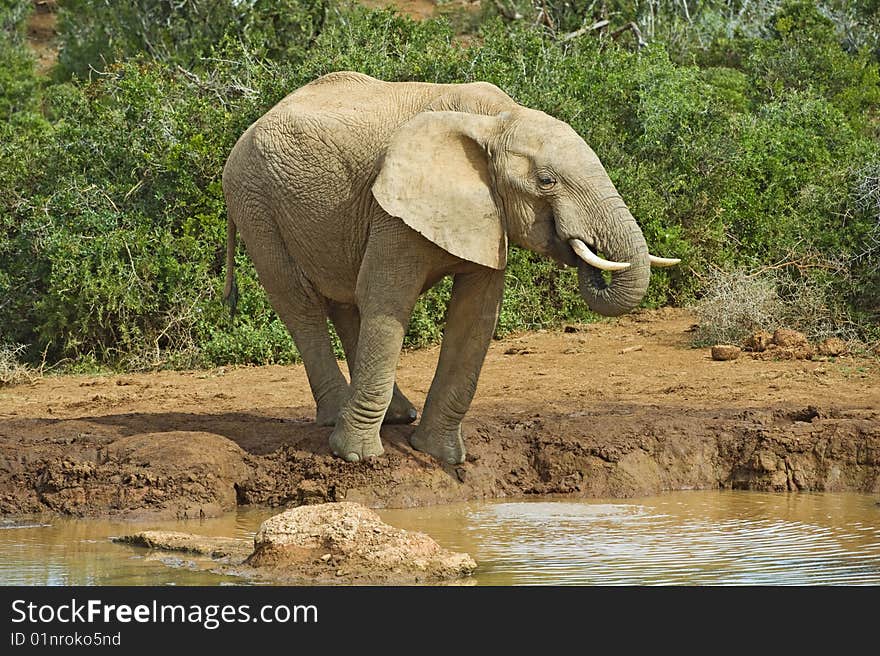 Elephant Balance