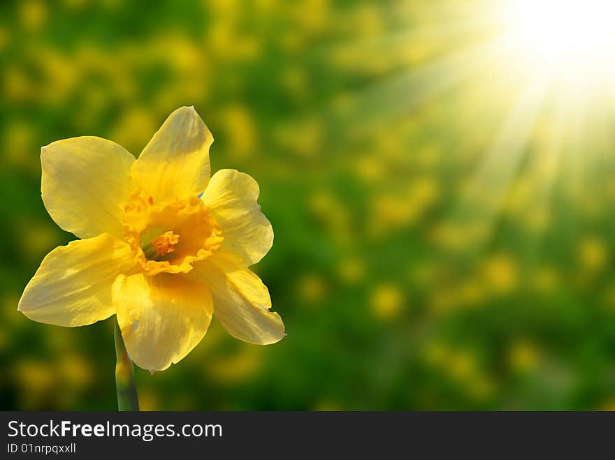 Narcissus against the sky and a grass and the sun