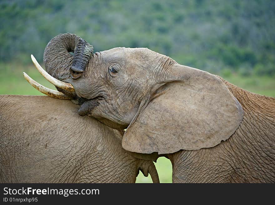 A young Elephant wants to play with his friends. A young Elephant wants to play with his friends