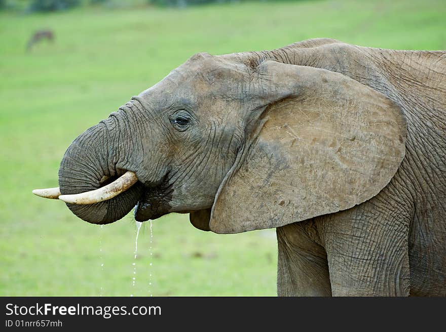 A young Elephant drinking portrait. A young Elephant drinking portrait