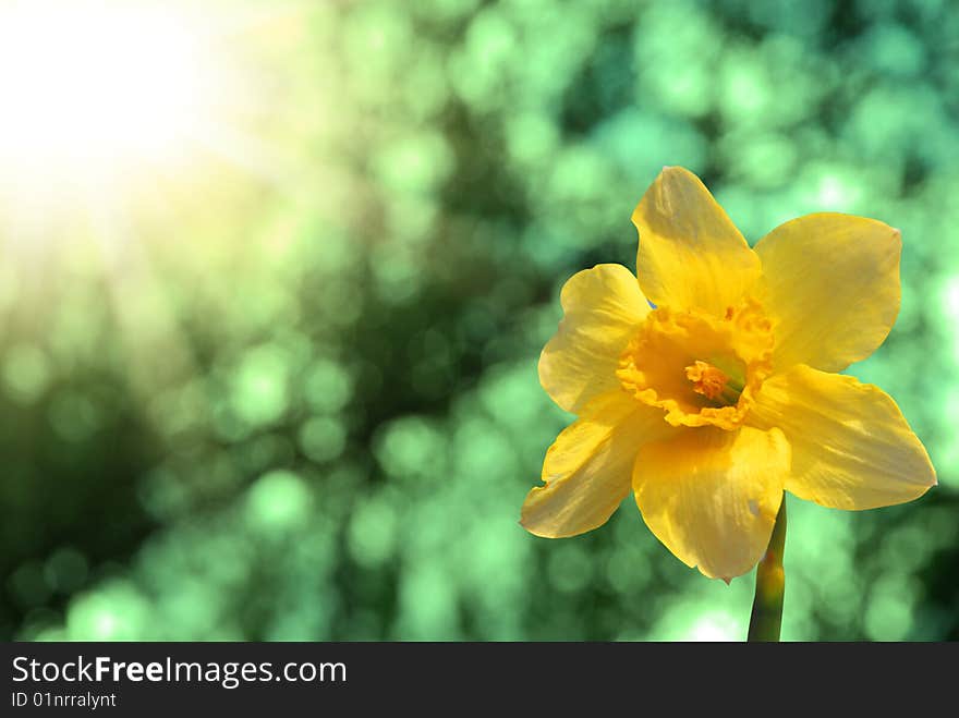 Narcissus against the sky and a grass and the sun