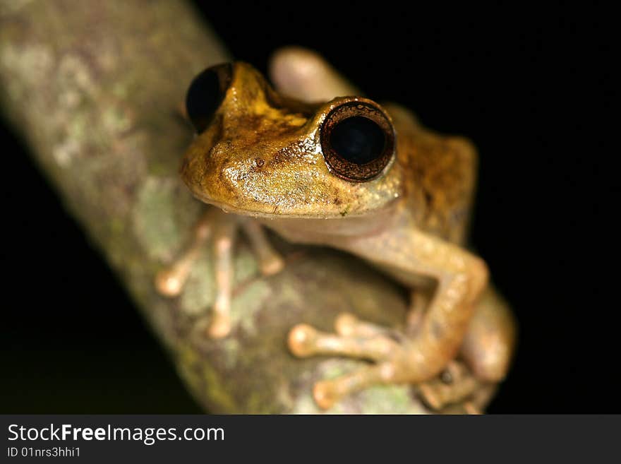 Frog closeup