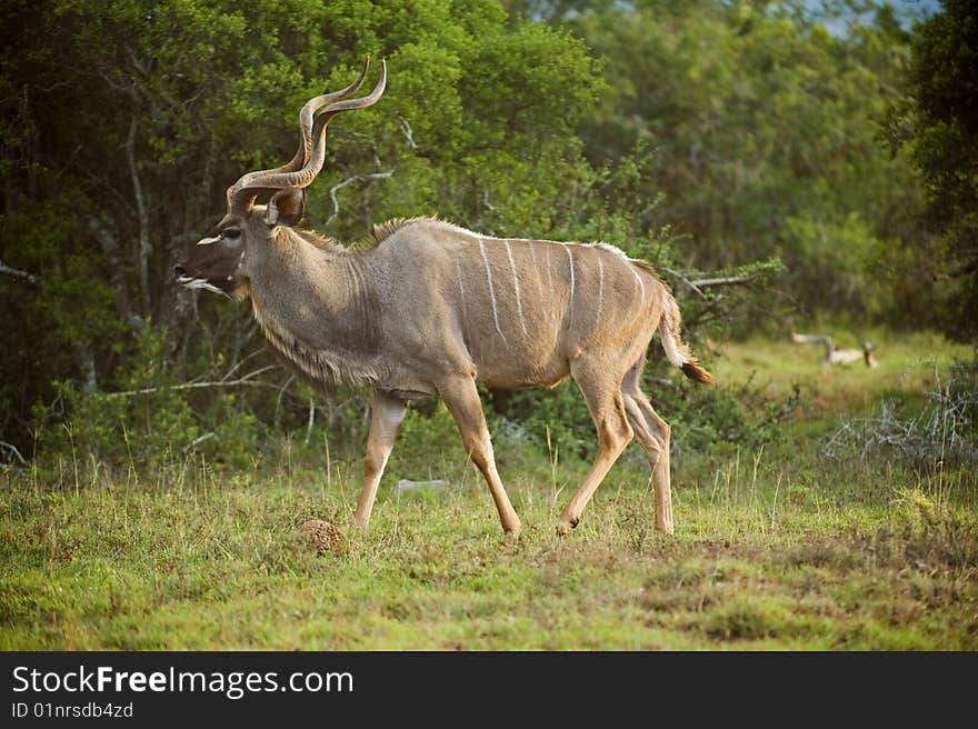 A regal Kudu Bull in search of cows in the mating season