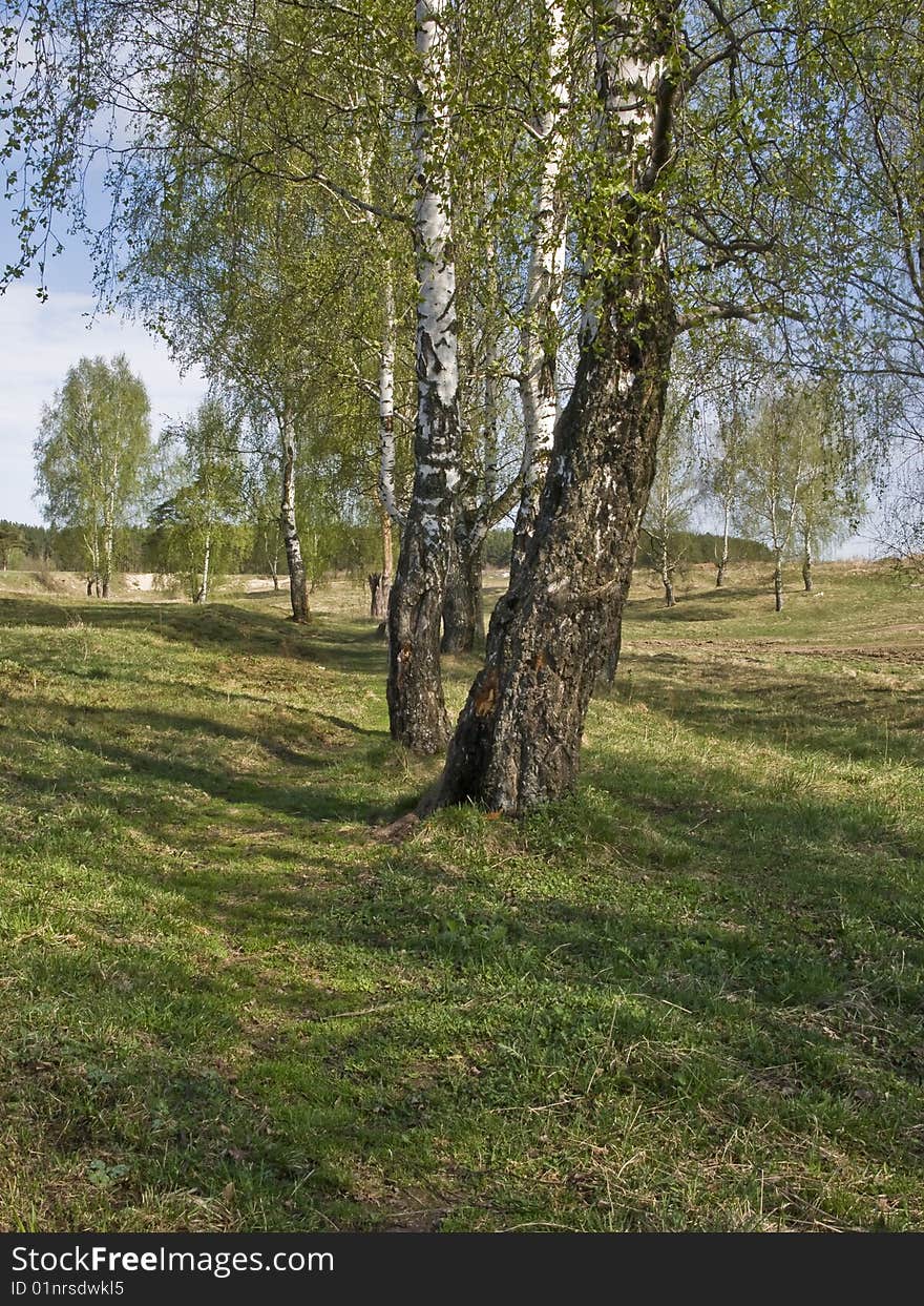 Birch trees in spring