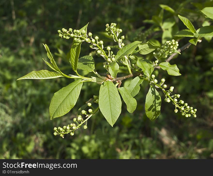 Tree branch with buds against green leaves in spring. Tree branch with buds against green leaves in spring