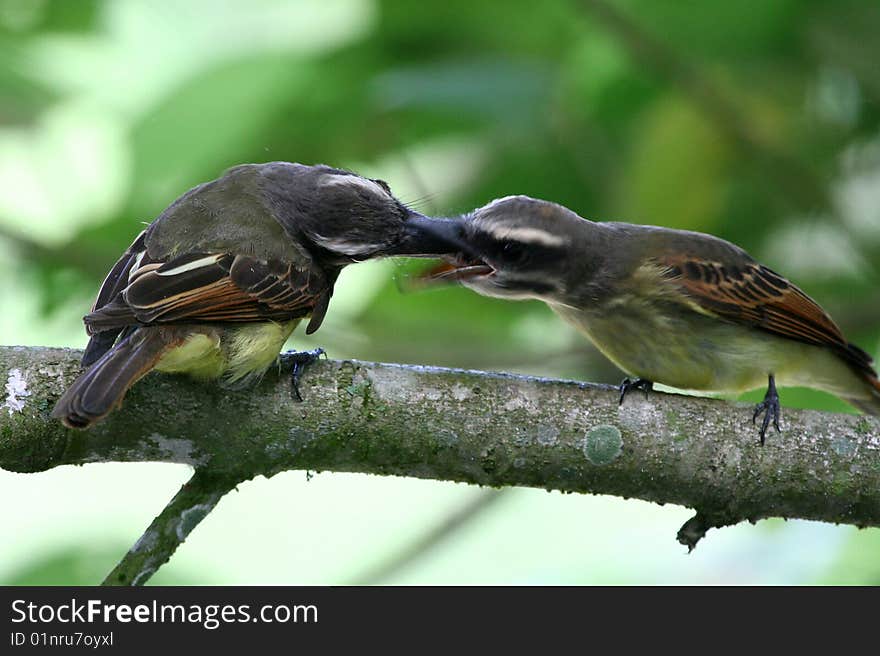 Birds eating a large tropical moth (Venezuela, South America). Birds eating a large tropical moth (Venezuela, South America)