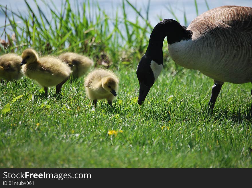 Goose And Goslings