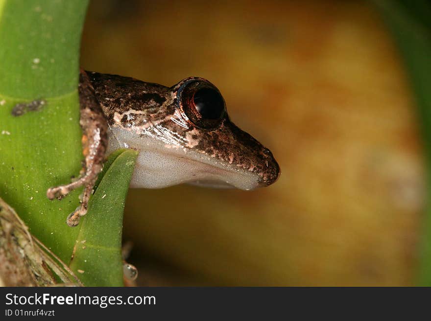 Tropical frog in Henri Pittier National Park, Rancho Grande (Venezuela). Tropical frog in Henri Pittier National Park, Rancho Grande (Venezuela)