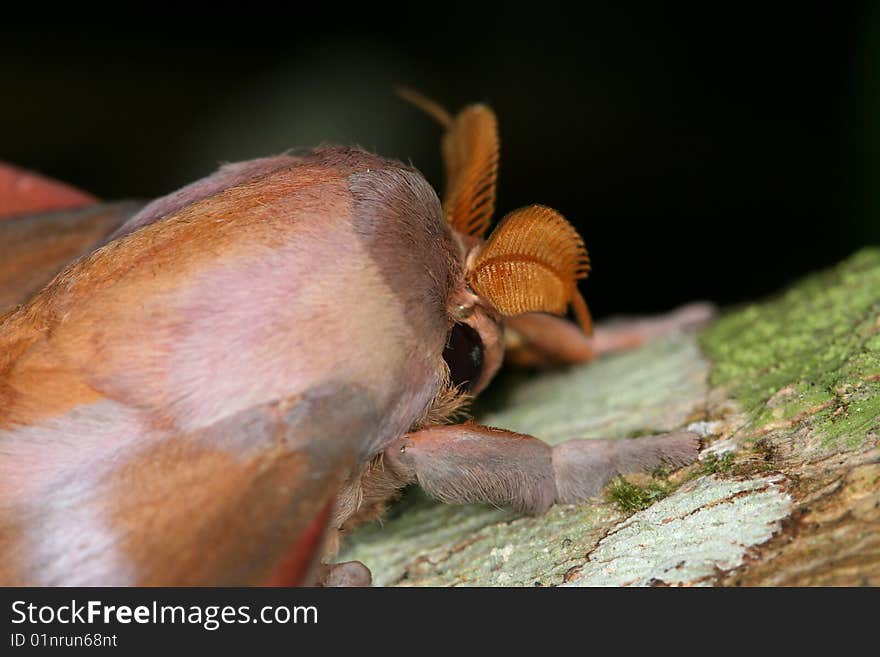 Moth closeup