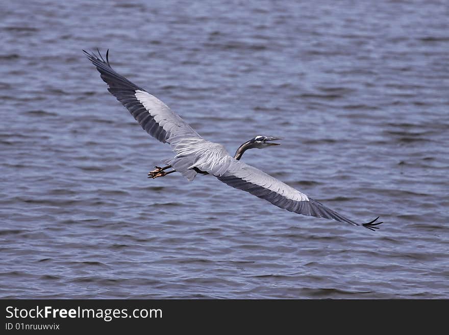A Great Blue Heron gliding over a lake in Missouri. A Great Blue Heron gliding over a lake in Missouri.