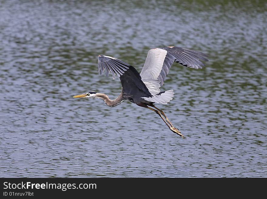 In Flight...