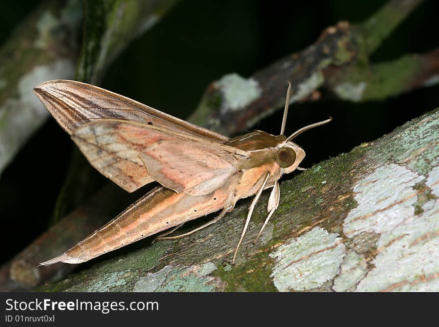 Large tropical moth from the Sphingidae family (hawk moths) in Henri Pittier National Park, Rancho Grande (Venezuela)