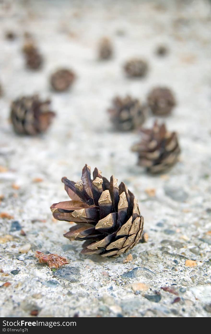 Fir cone on a concrete ground. Fir cone on a concrete ground.