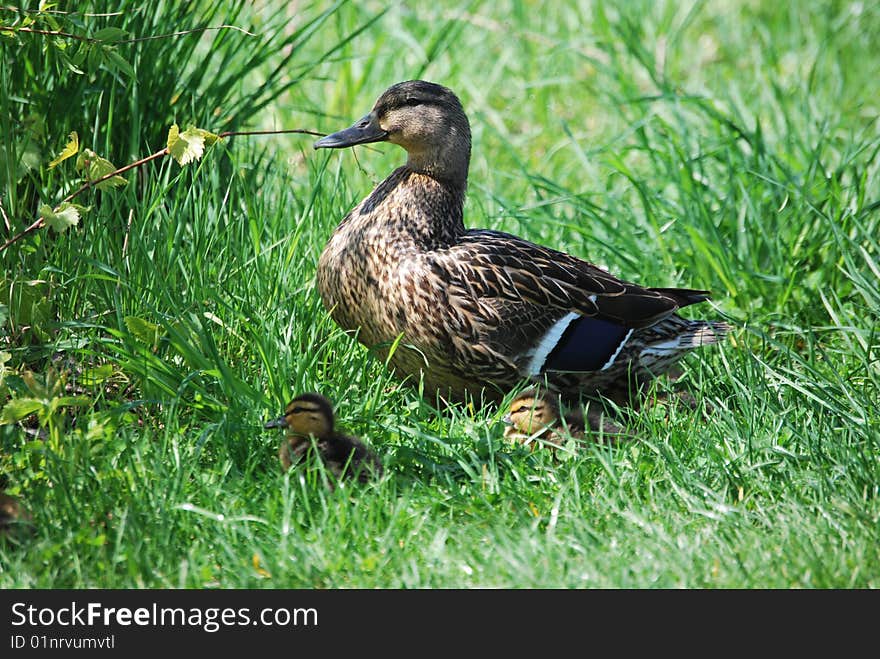 A duck and her duckling in the grass. A duck and her duckling in the grass