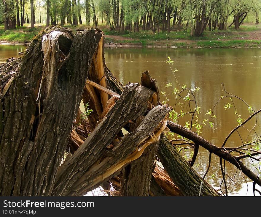 Tree broken on the river