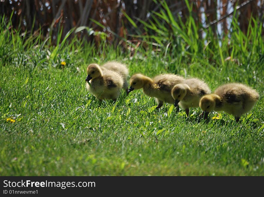 Goslings In The Grass