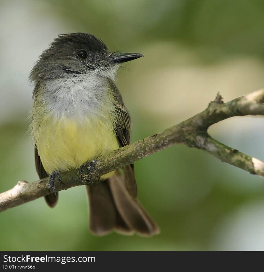 Tropical bird (Henri Pittier National Park - Rancho Grande, Venezuela, South America)