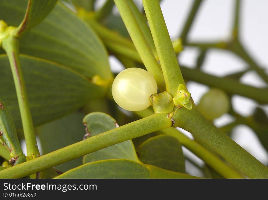 Detail of mistletoe