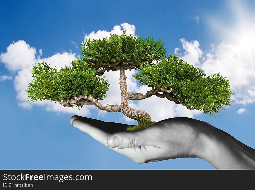 Hand holding tree against blue sky