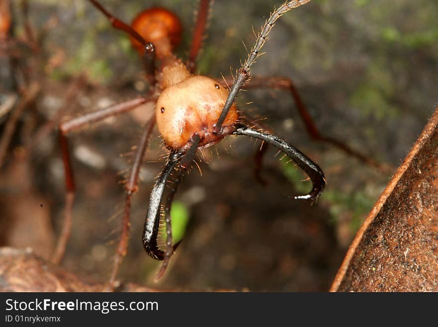 Soldier of the army ant (Eciton burchellii) (Venezuela, Henri Pittier National Park, Rancho Grande)