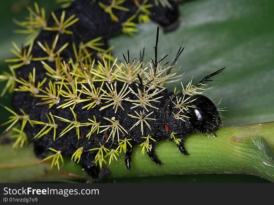 Tropical Caterpillar